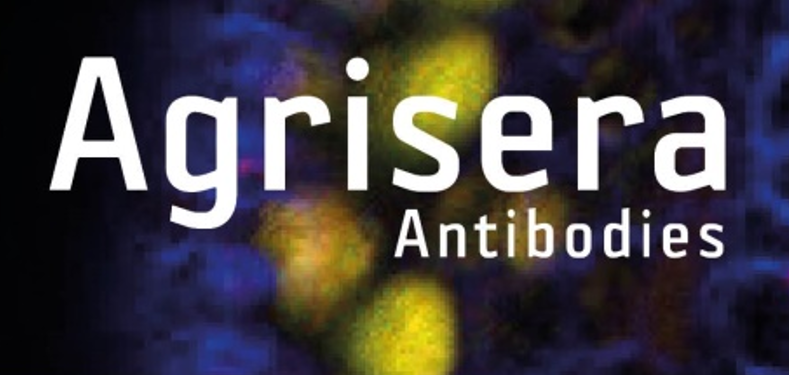 Agrisera植物細(xì)胞壁相關(guān)抗體，開學(xué)季促銷啦！